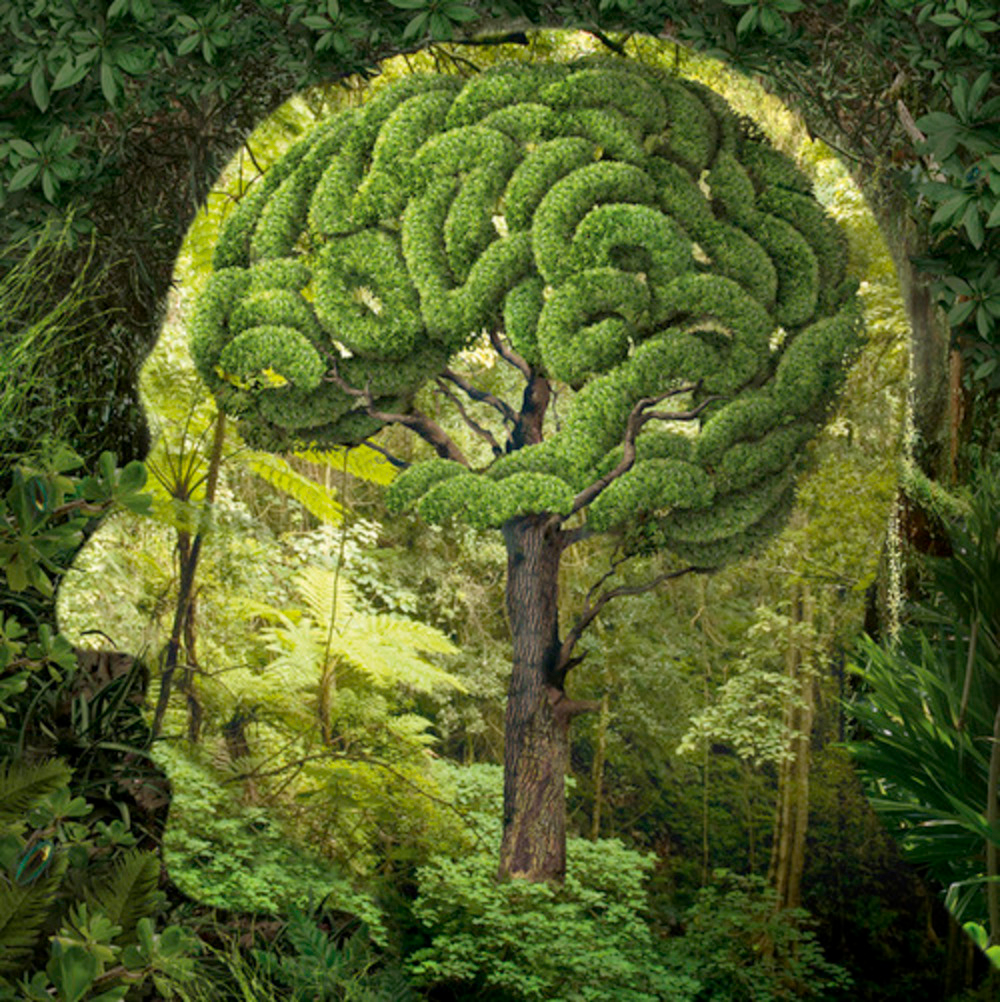 Neuro Arboricultureyour Brain On Trees Awa Tree Blog
